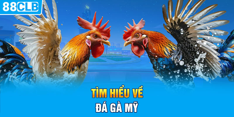 Tìm hiểu về đá gà Mỹ