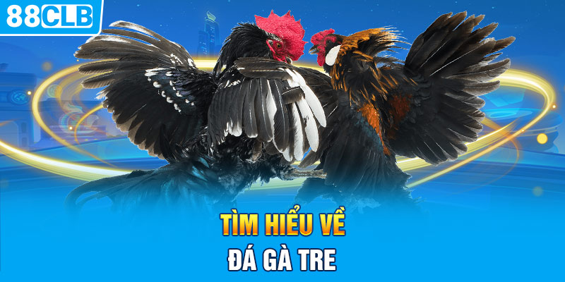 Tìm hiểu về đá gà tre